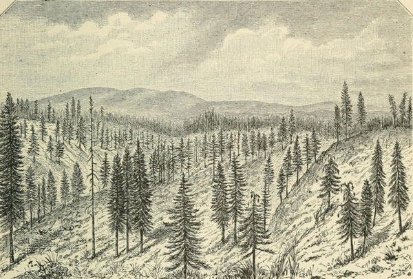 LOWER MARGIN OF THE MAIN PINE BELT, SHOWING OPEN CHARACTER OF WOODS.