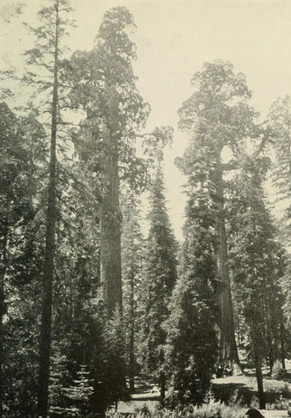 SEQUOIA GIGANTEA—VIEW IN GENERAL GRANT NATIONAL PARK