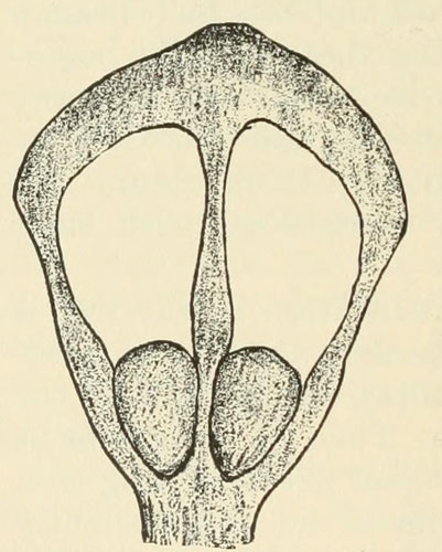 SEEDS, WINGS, AND SCALE OF SUGAR PINE. (NAT. SIZE.)