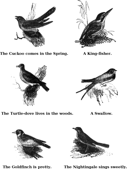 The Cuckoo Comes in the Spring. A King-fisher. The Turtle-dove Lives in The Woods. A Swallow. The Goldfinch is Pretty. The Nightingale Sings Sweetly. 