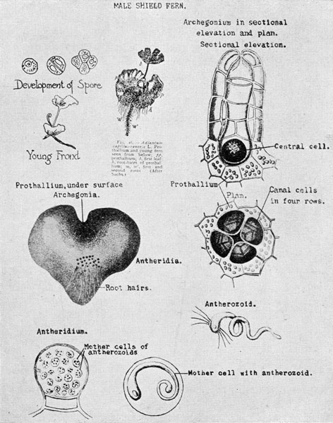 Fern Reproduction by the Prothallium