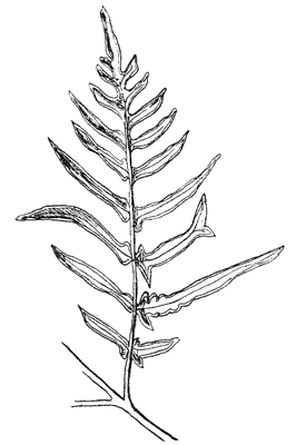 pseudocaudata