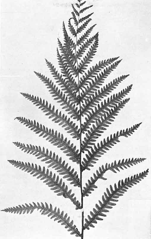 Common Chain Fern