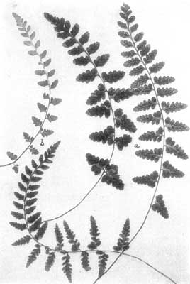 Bradley's Spleenwort