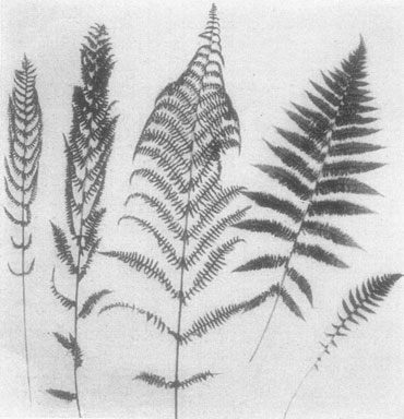 Varieties of Lady Fern