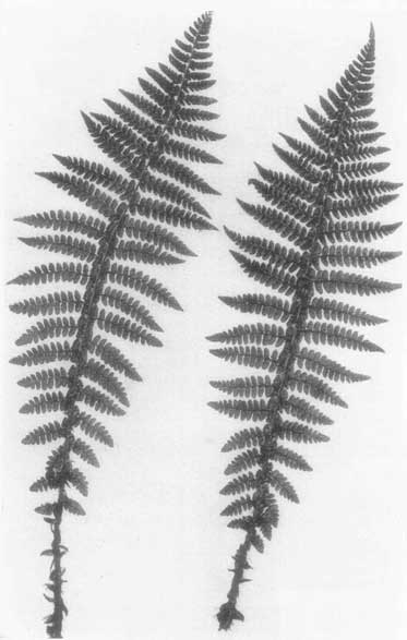 Braun's Holly Fern