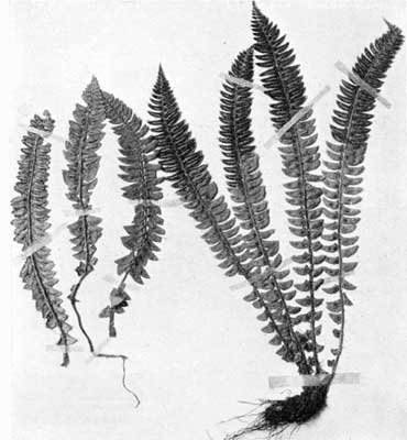 Holly Fern