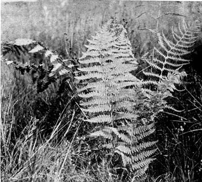 Marsh Fern, in the mass