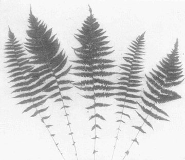 New York Fern