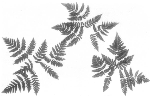 Oak Fern