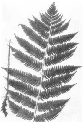 Goldie's Shield Fern