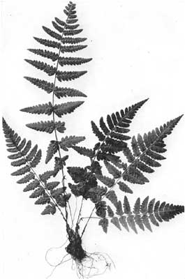 Crested Shield Fern