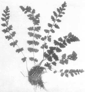 Northern Woodsia