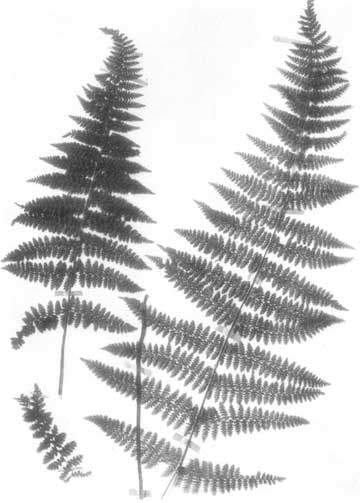 Hayscented Fern