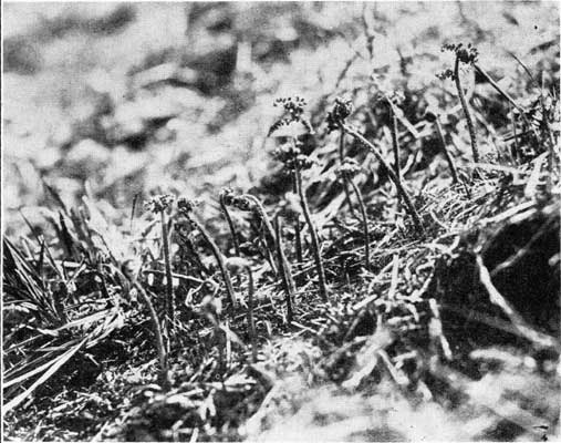 Lady Fern Crosiers