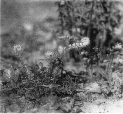 Crosiers of Christmas Fern