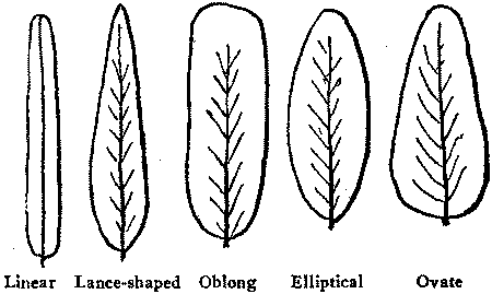 Linear Lance-shaped Oblong Elliptical Ovate