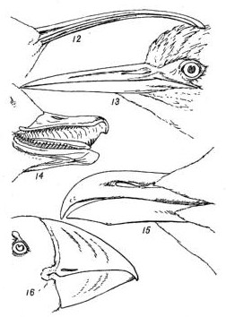 Fig. Bills 12 to 16. 