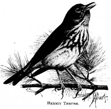 Hermit Thrush 