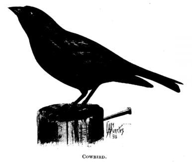 Cowbird 