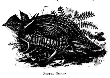 Ruffed Grouse. 