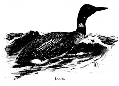 Loon. 