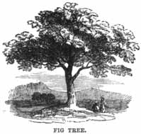 Fig Tree.