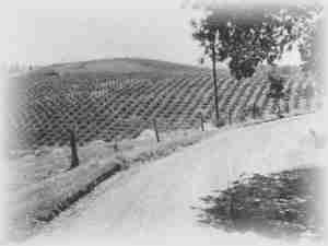 Vineyard on the Automotive Highway between Placerville and Lake Tahoe