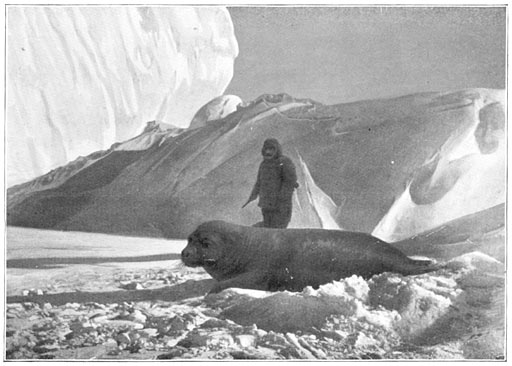 Een zeehond, op weg naar ons toe.