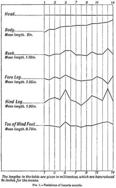 FIG. 1.—Variations of Lacerta muralis.