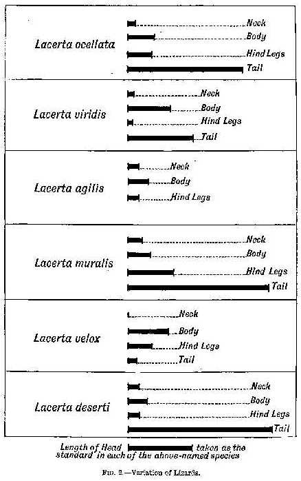 FIG. 2.—Variation of Lizards.