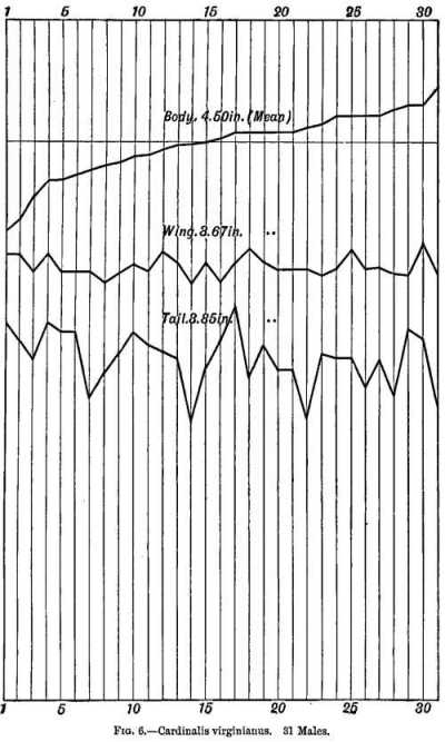 FIG. 6.—Cardinalis virginianus. 31 Males.