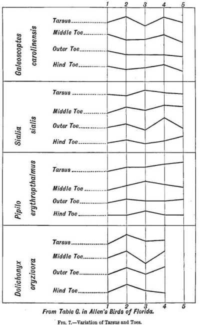 FIG. 7.—Variation of Tarsus and Toes.