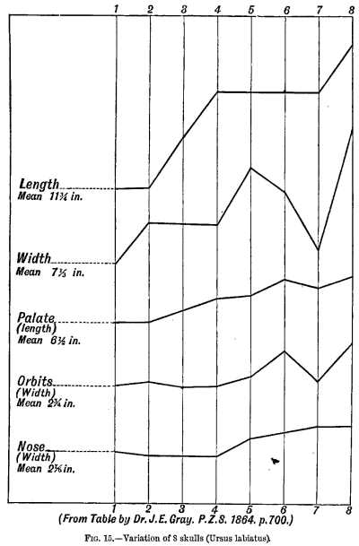 FIG. 15.—Variation of 8 skulls (Ursus labiatus).