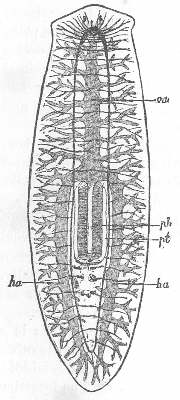 5. TURBELLARIAN. LANG.