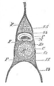 10. CROSS-SECTION OF AXIAL SKELETON OF PETROMYZON. HERTWIG, FROM HIEDERSHEIM.