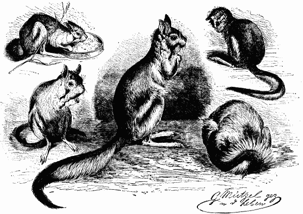 JERBOA IN THE ZOOLOGICAL GARDEN OF BERLIN.—DRAWN FROM LIFE BY G. MUTZEL.