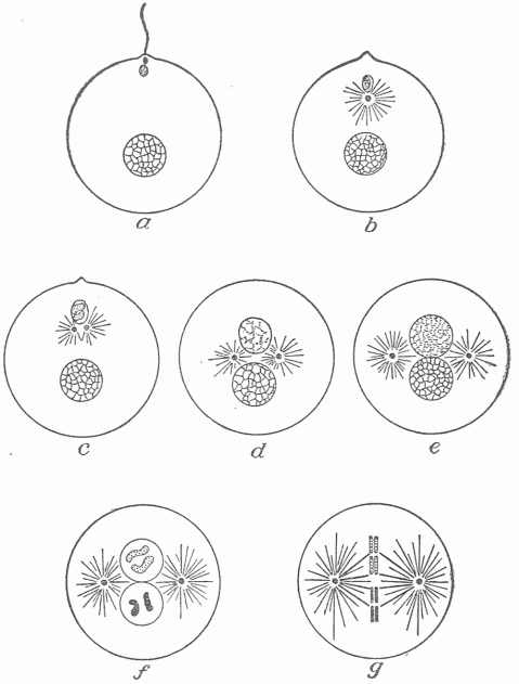 Fig. 22.—Diagrammatic Representation Of The Process Of Fertilization. (Boveri.) In the first cell (a) the ovum is shown in process of fertilization by the entering spermatozoon or male sexual element. In the following cells there is shown the increase in amount of the male material and the final intimate commingling in g which precedes the first segmentation. g represents a new organism formed by the union of the male or female cell but differing from either of them.