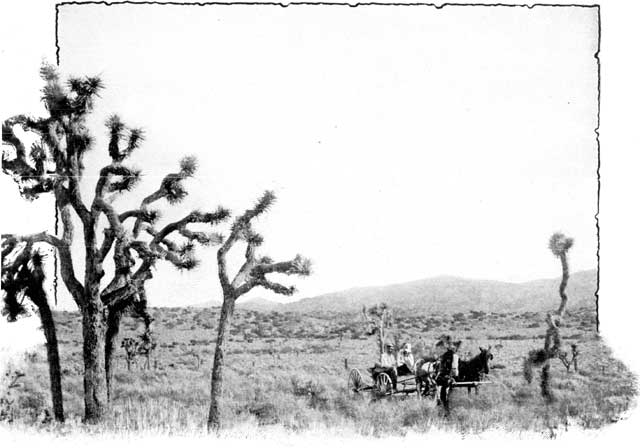 DESERT VEGETATION.