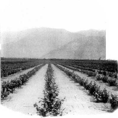 A CALIFORNIA VINEYARD.