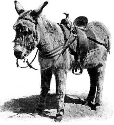 A CALIFORNIAN BURRO.