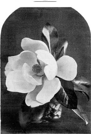 A MAGNOLIA BLOSSOM.