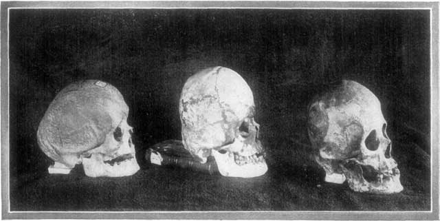 SKULLS OF CLIFF DWELLERS.