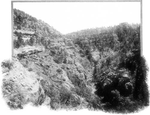 'CREVICES OF CAÑON WALLS.'