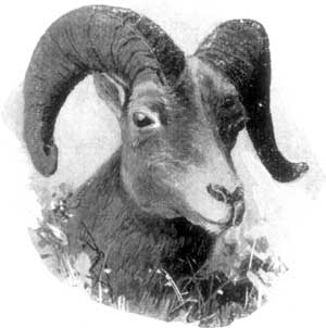 MOUNTAIN SHEEP.