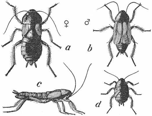 Common Cockroach (Blatta orientalis).