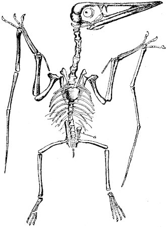 FIG. 8.—PTERODACTYLUS SPECTABILIS (Von Meyer).