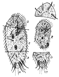 FIG. 25.