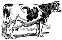 HOLSTEIN COW