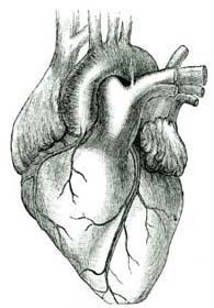 THE HEART.